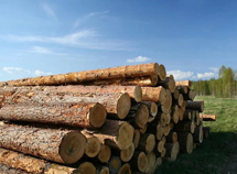 木材进口