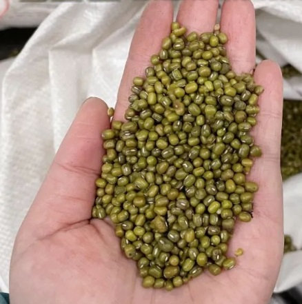 怎样在青岛办理绿豆的进口报关手续？