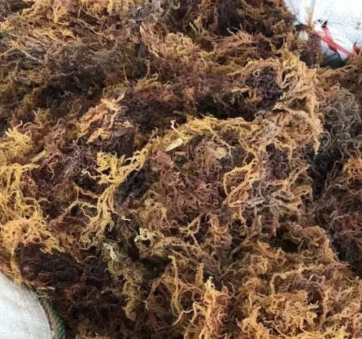 如何办理印尼|菲律宾|坦桑尼亚麒麟菜进口清关手续？